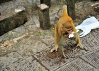 百猴谷