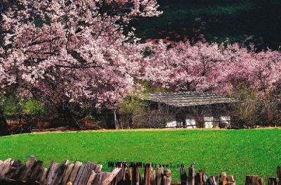 林芝桃花沟