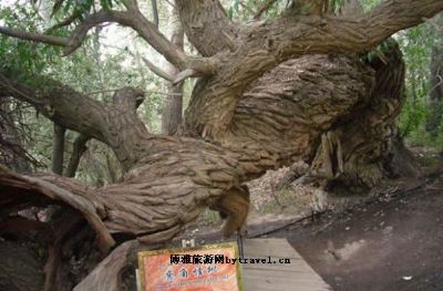 天山神木园