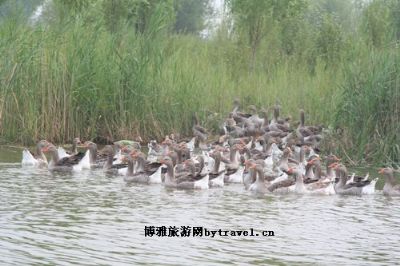 北京野鸭湖国家湿地公园