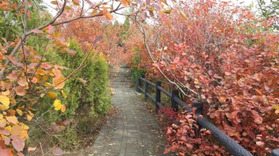 八达岭红叶岭风景区