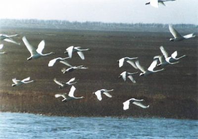 北大港湿地自然保护区