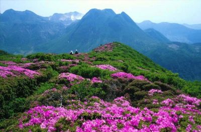 百里杜鹃风景区