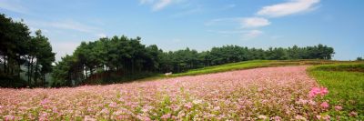 毕节国家森林公园拱拢坪景区