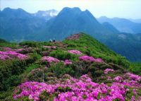 百里杜鹃风景区