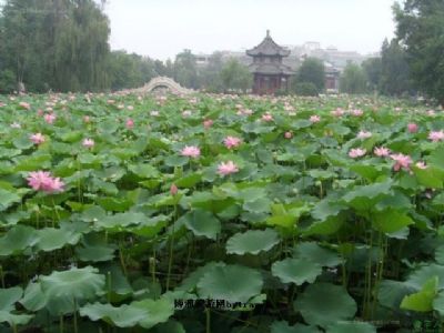 保定古莲花池