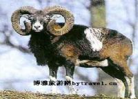 盘羊自然保护区