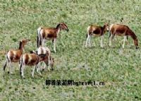 蒙古野驴自然保护区