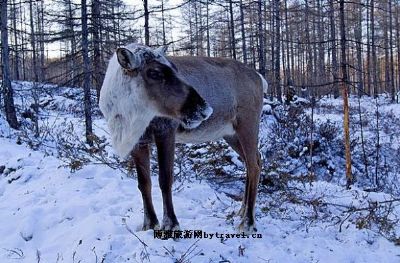 敖鲁古雅驯鹿之乡