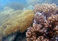 徐闻角尾国家级珊瑚礁自然保护区