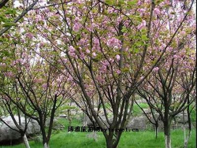 寻龙山桃花