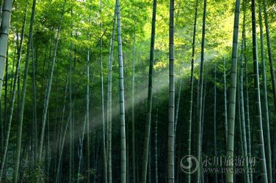 茶山竹海国家森林公园