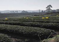 古蜀皇茶茶文化生态体验园