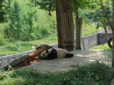 中国大熊猫保护研究中心都江堰基地