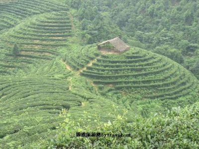 东印茶山风景区