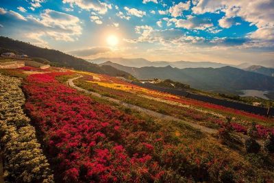 攀枝花花舞人间