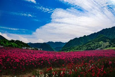 打通紫薇花海