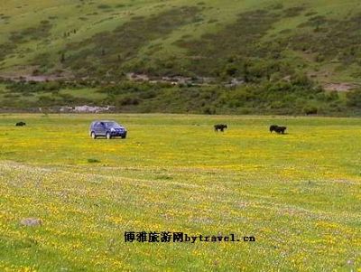 龙灯大草原