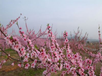 齐春生态庄园