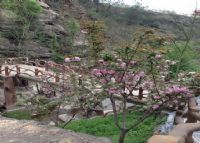 郧西天河樱花谷风景区