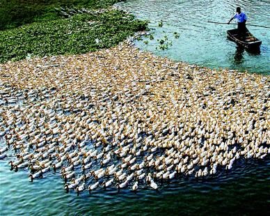 龙感湖