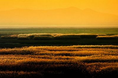 鄱阳湖候鸟保护区