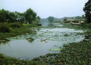 庵东沼泽湿地