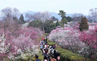 南京梅花山