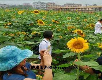 白沙湾生态农庄