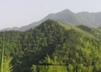 杨岐山