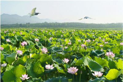 龙游天池荷花景区