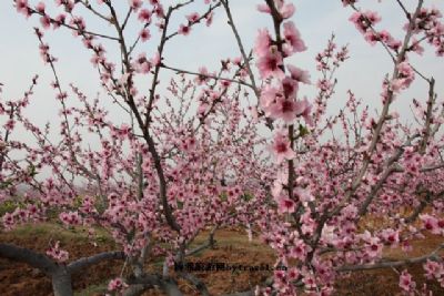 新市桃花