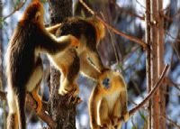 巴东金丝猴保护区