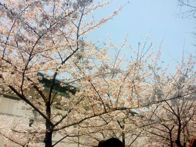 鸡鸣寺樱花道