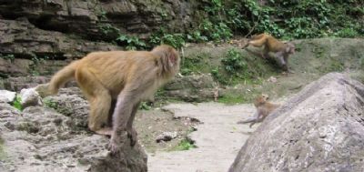 三峡猴溪