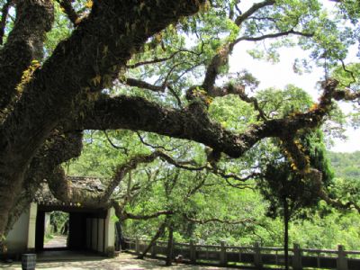 普陀山千年古樟