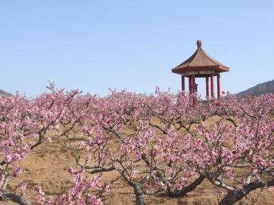 圣地桃园.王家庄民俗旅游区