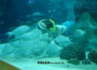 北京游乐园幻象水族馆